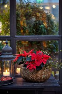 Christmas Flowers Images #christmasflowers #christmasflowersimages #christmasflowersphotos #christmasflowerspictures #imagesofchristmasflowers #picturesofchristmasflowers