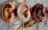 I'm all ears. London’s Saint Bartholomew’s Pathology Museum, a three-day Eat Your Heart Out event in 2012, boasted some spectacular achievements in culinary construction.