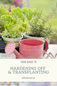 There are two key things you need to know to make sure your plants are successful in the garden - hardening off and transplanting.