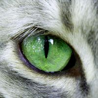 green eye...un petit clin d'oeil :) pour zanimo..