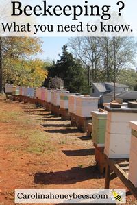 Beekeeping - things to consider before you start. Carolina Honeybees Farm