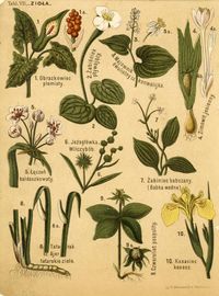 Zielnik. Zioła – grafika z motywem roślinnym, przełom XIX/XX w.