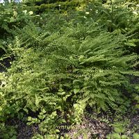 northern maidenhair fern-Adiantum pedatum| Lurie Garden