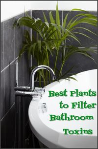 best plants to filter bathroom toxins