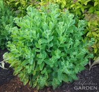 Sedums grow better if you pinch them back - The Fabulous Garden