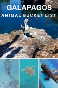 Galapagos Animals Bucket List. Blue footed boobies, giant tortoises, sea lions, sea turtles, marine iguanas, and sharks! Ultimate wildlife guide to where to find specific animals on the Galapagos Islands. Galapagos travel guide #GypsySols #Galapagos #GalapagosIslands #scuba #LandBasedItinerary #GalapagosItinerary #GalapagosTravel #travel #bucketlist #GalapagosAnimals #nature #adventure #nomad #southamerica #ecuador #hammerhead #turtle #sancristobal #isabela #santacruz #kickerrock #GalapagosDIY