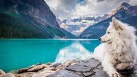 Expecto Patronum! Ever wondered which animal is your Patronus? Time to find your true Harry Potter Patronus animal! Take the test now!
