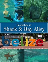Swimming with Sharks & Sting Rays in Belize – It's a Schmahl World