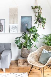 Urban Jungle – Grün wohnen mit Monstera, Sukkulente und Co! #korbstuhl #skandinavisch #interior #makramee #boho #natürlich #wohnen #korb #teppich #dielenboden