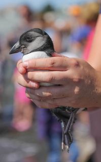 Rescuing Baby Puffins in Newfoundland can be a rewarding voluntourism activity and an adventure that changes lives of people and animals. Here are questions to ask before you volunteer in another country. #essentials #destinations