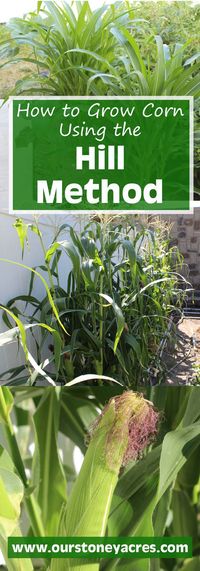 Growing Corn Using the Hill Method