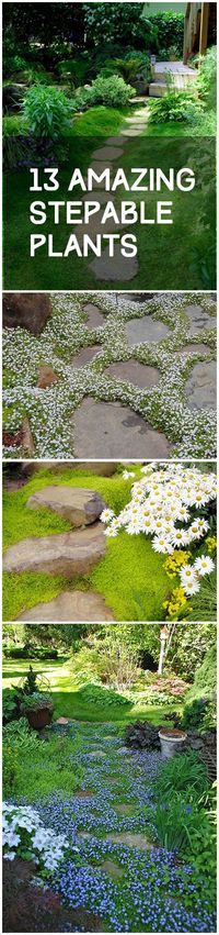 13 Amazing Stepable Plants