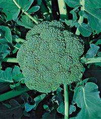 Vegetables That Grow Well In the Northwest | Veggie Gardener