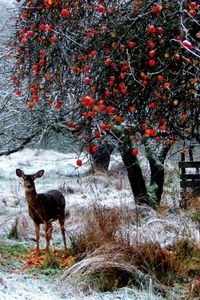 Another pinner wrote: We call them Deer Trees, old orchard or wild apple trees that have persistant fruit. In the early winter deer flock to these to supplement their diet befor the hard winter sets in.