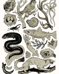 inspired by natural history illustrations. there's just too much cool stuff to draw out there!