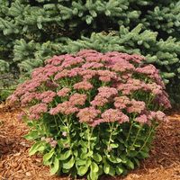 "Autumn Joy" blooms arrive in midsummer.