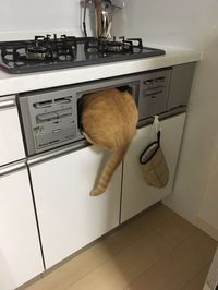 お母さん「どう~?」猫「なんとかなおりそうにゃ!」/画像