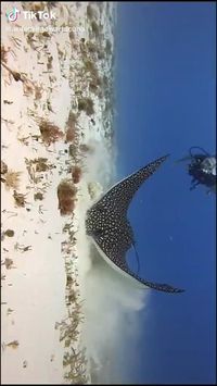 sea devil😅 😍follow @ecosenpai❗ because you want more👍🙌😍😅The best video about animals! animals videos gifs | funny animal videos | funny animal videos can't stop laughing hilarious | cute animal videos animal videoys | baby animals videos | wild animal videos | pet videos | funny and dog videos | animal videos funny dogs | videos animales | animals beautiful videos | animals aesthetic videos | funny animal gifs #cuteanimals#animalsvideos #funnyvideos#cutevideos#animals#seadevil