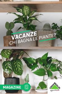 È tutto pronto per le vacanze estive, tranne una cosa e, se non ci pensiamo, le piante potrebbero uscirne malconce. Non tutti infatti hanno la fortuna di avere qualcuno al quale affidare l’irrigazione delle piante sul terrazzo o in giardino quando siamo fuori casa per una settimana o più. I nostri suggerimenti su come bagnare le piante anche durante le vacanze in modo efficace e a basso budget, li trovi ora sul Magazine.