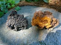 What Is Chaga? Intro to the Alaskan Medicinal Mushroom • Earth.com