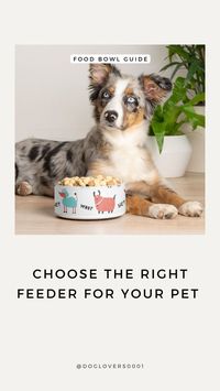 Choose the Right Feeder for your Pet - What Kind of Food Bowl is Best for Dogs - doglovers0001s Webseite!