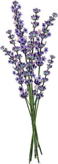FLOR DE LAVANDA