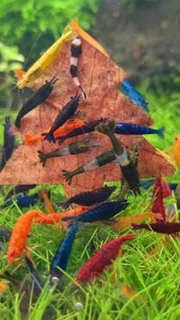 Berbagai jenis udang hias air tawar berkumpul di aquascape ini. Kumpulan Udang yang cantik. Credit/Source 📸 : instagram.com/chrislukhaup