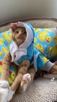 Dog and Cat are the best friends😅@ecosenpai❗ animals cute | funny animals | babie animals | adorible animals | animals funny | hilarious animals | funny animal videos | funny animal videos can't stop laughing hilarious | cute animal videos animal videoys | baby animals videos | wild animal videos | pet videos | funny and dog videos | animal videos funny dogs | videos animales | | animals aesthetic videos | animals friendship videos. #animal#animals#videos#cute#funny
