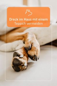 Durch einen Teppich im Eingangsbereich könnt ihr sowohl den ersten Dreck auffangen, als auch die Pfoten damit reinigen und diesen im Nachhinein einfach schnell absaugen.