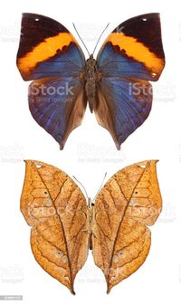kalima papillon, – Recherche Google