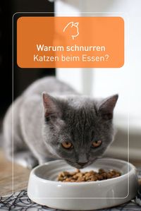 Oft schnurren Katzen beim Essen. Damit zeigen sie, dass ihnen das Fressen schmeckt und sie zufrieden sind.
