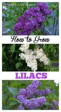 Lilacs. How to grow, propagate and encourage to bloom. Spring is so much sweeter when you have Lilacs. Lilacs are one of the earliest flowers to perfume the air and I show you how to have them lining your garden. via @FlowerpatchPam