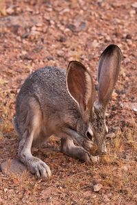 The black-tailed jackrabbit, also known as the American desert hare, is a common hare of the western United States and Mexico, where it is found at elevations from sea level to up to 10,000 feet. Found on www.flickr.com via Tumblr
