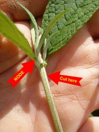 Propagating Butterfly Bushes - Master Gardeners of Rutherford County
