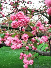 Spring blossoms of a Brandywine Crabapple. This looks like a rose tree. I have room for one of these in my front yard. OK, Signal Mountain Nursery - find it for me.
