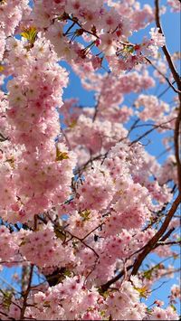 Pink blossom on a spring sunny day #blossom #pinkblossom #blossombloom