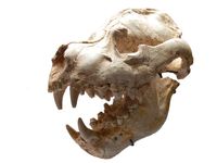 Catawiki online auction house: Fossil giant hyena - Dinocrocuta giganteus- 39 cm