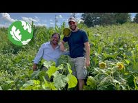 (52) Milpa: Growing Food in Harmony with Nature - YouTube