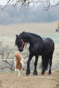 mini Pauli & Friesian Daen by Hendrik Schulz**