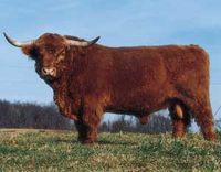A heritage livestock breed named for its ability to thrive on rocky terrain, Highland cattle are known by their shaggy mane and for their ability to produce lean, healthy meat off of rough pastures.