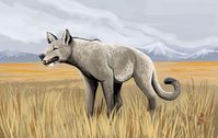 Hodari en Otoño 🐅 no Twitter: "Amphicyonids are popularly called "bear dogs" (despite being a separate family from either), and also have some traits in common with big cats, but at least one of them, the early Miocene Delotrochanter, had very hyena-like skull and jaws, being similarly adapted to crack bones! https://t.co/Rghpy0Ot5G" / Twitter