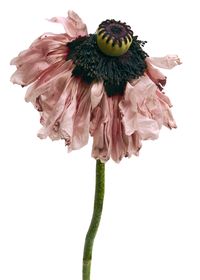Rachel Levy: "Poppy Petticoat"