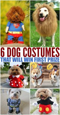 trick or treating with your family. I've even seen Pet fundraisers with Halloween parades! Look at these adorable dog costumes I found. Halloween costumes for Large Dogs, Small Dogs, Superhero dogs, all prize winning costumes! #halloweenfordogs #doghalloweencostumes #petparadecostumes #furbabyhalloweeen