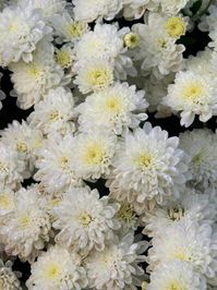 Mum-Odysseus -- Bluestone Perennials