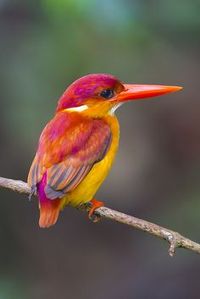 Rufous-Backed Kingfisher (Ceyx rufidorsa) @ Panti Forest, Malaysia, by Chong Lip Mun, via Flickr.