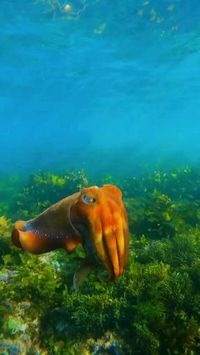 Sotong raksasa Australia (Australian giant cuttlefish; Sepia apama) - sesuai namanya - hanya ditemukan di perairan laut Australia & Tasmania. Embel-embel nama "raksasa" sendiri diberikan karena ukuran sotong ini yang bisa mencapai 50 cm. Credit/Source 📸 : instagram.com/terencetong_