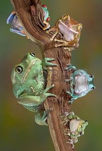 Muchas variedades de ranas arborícolas están sentados juntos en un brach. De abajo a la izquierda a la inferior derecha - ceroso rana de árbol mono, con los ojos rojos rana de árbol grande-eyed tree frog, frog blancos árbol, rana de árbol gris. Foto de archivo - 17819380