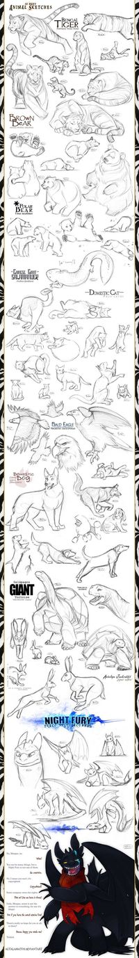 Animal Sketches by Altalamatox.deviantart.com on @deviantART || CHARACTER DESIGN REFERENCES | Find more at: