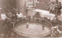 EL CINE Y OTROS ESPECTACULOS: Las peleas de gallos tenían en Valencia una arraigada costumbre que venían de antiguo. Los locales que albergaban estos espectáculos se conocían como galleras, de las que había varias en la ciudad. La fotografía muestra una de esas peleas en el año 1900.