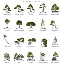 bonsai - Google Search